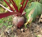 beet-root-beet-red-vegetable-798097.jpg