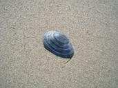 shell-baltic-sea-sand-beach-710689.jpg