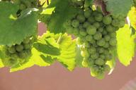 vines-grapes-wine-winegrowing-vine-1608806.jpg