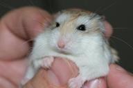 hamster-palm-transmission-love-577257.jpg