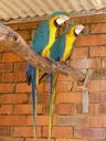 parrots-tropical-birds-couple-340283.jpg