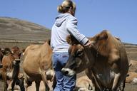 woman-cows-jerseys-farm-dairy-cow-538425.jpg