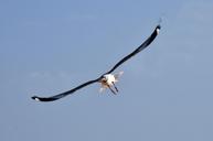 seagull-bird-flight-bird-flight-627661.jpg