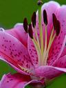 lily-macro-yellow-flower-stamp-651059.jpg