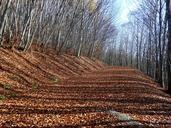 forest-leaves-autumn-autumn-forest-1036692.jpg