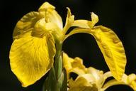 swamp-iris-iris-pseudacorus-139414.jpg