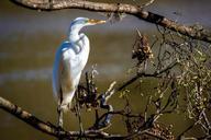 heron-bird-birdie-nature-animals-509836.jpg