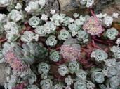 rock-plant-garden-flourishes-1601727.jpg