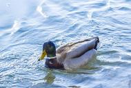 duck-water-bird-nature-drake-1291351.jpg