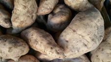 beet-nature-vegetable-market-982321.jpg