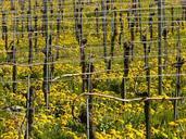 vineyard-winegrowing-vine-52509.jpg