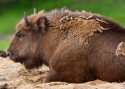 buffalo-animals-fauna-823448.jpg