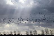 flock-of-birds-sky-light-clouds-1171595.jpg