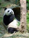 panda-endangered-rare-protected-505160.jpg