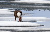 Bald_eagle_feeding_on_a_lake_trout_on_Lewis_Lake.jpg