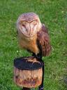 barn-owl-predator-these-albums-443756.jpg