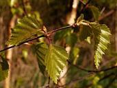 birch-foliage-spring-sheet-macro-328216.jpg