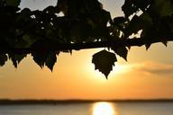 sunset-lake-deciduous-tree-summer-425079.jpg