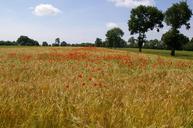 barley-fields-nature-field-808834.jpg