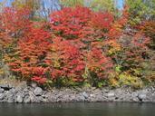 autumn-autumnal-leaves-arboretum-999294.jpg