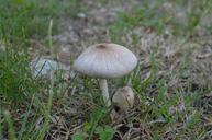 fungus-prairie-nature-fall-202850.jpg