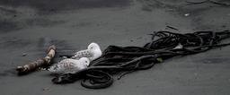 seagulls-gulls-sea-birds-sea-weed-1044077.jpg