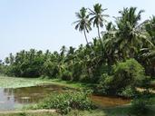 farm-twin-coco-coconut-palm-tree-973378.jpg