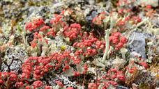 lichen-land-ground-tundra-sweden-1008530.jpg