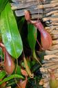 pitcher-plant-wood-carnivores-1576747.jpg