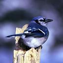 blue-jay-bird-nature-outside-macro-86580.jpg