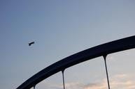 heron-bird-sky-bridge-river-216759.jpg