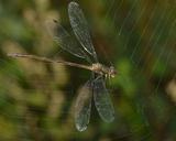 dragonfly-insects-web-571733.jpg