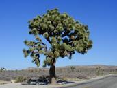 joshua-tree-245676.jpg