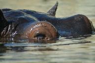 hippo-zoo-submerged-large-display-244305.jpg