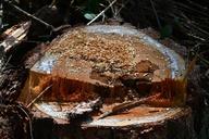 tree-stump-freshly-cut-chips-wood-1421428.jpg