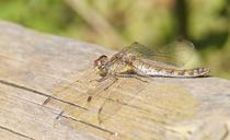 dragonfly-brown-wing-insect-nature-396645.jpg