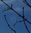 spider-web-dew-blue-sky-501935.jpg