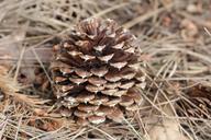 cone-tree-brown-season-nature-520161.jpg