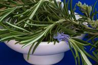 rosemary-culinary-herbs-herbs-1409060.jpg