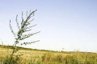 Weed plant in field.jpg