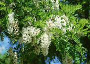 Flowering-wisteria-by-the-closeup.jpg