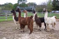 llamas-herd-animals-wool-fur-hair-97337.jpg