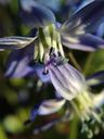 pollen-flower-macro-stamen-nature-1304049.jpg