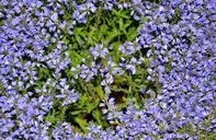 blue-pillow-aubrieta-aubrietien-107744.jpg