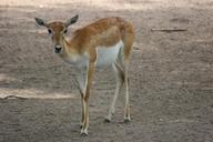 deer-zoo-wildlife-wild-forest-385274.jpg