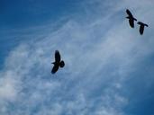 raven-bird-birds-flight-sky-246296.jpg