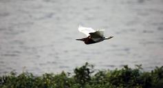 bird-flight-motion-fluttering-390141.jpg