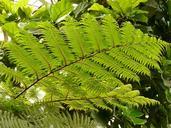 tree-fern-fern-dicksonia-antarctica-54031.jpg