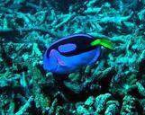 Coral reef fish pacific blue tan paracanthurus hepatus.jpg