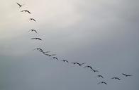 cranes-flock-of-birds-534916.jpg